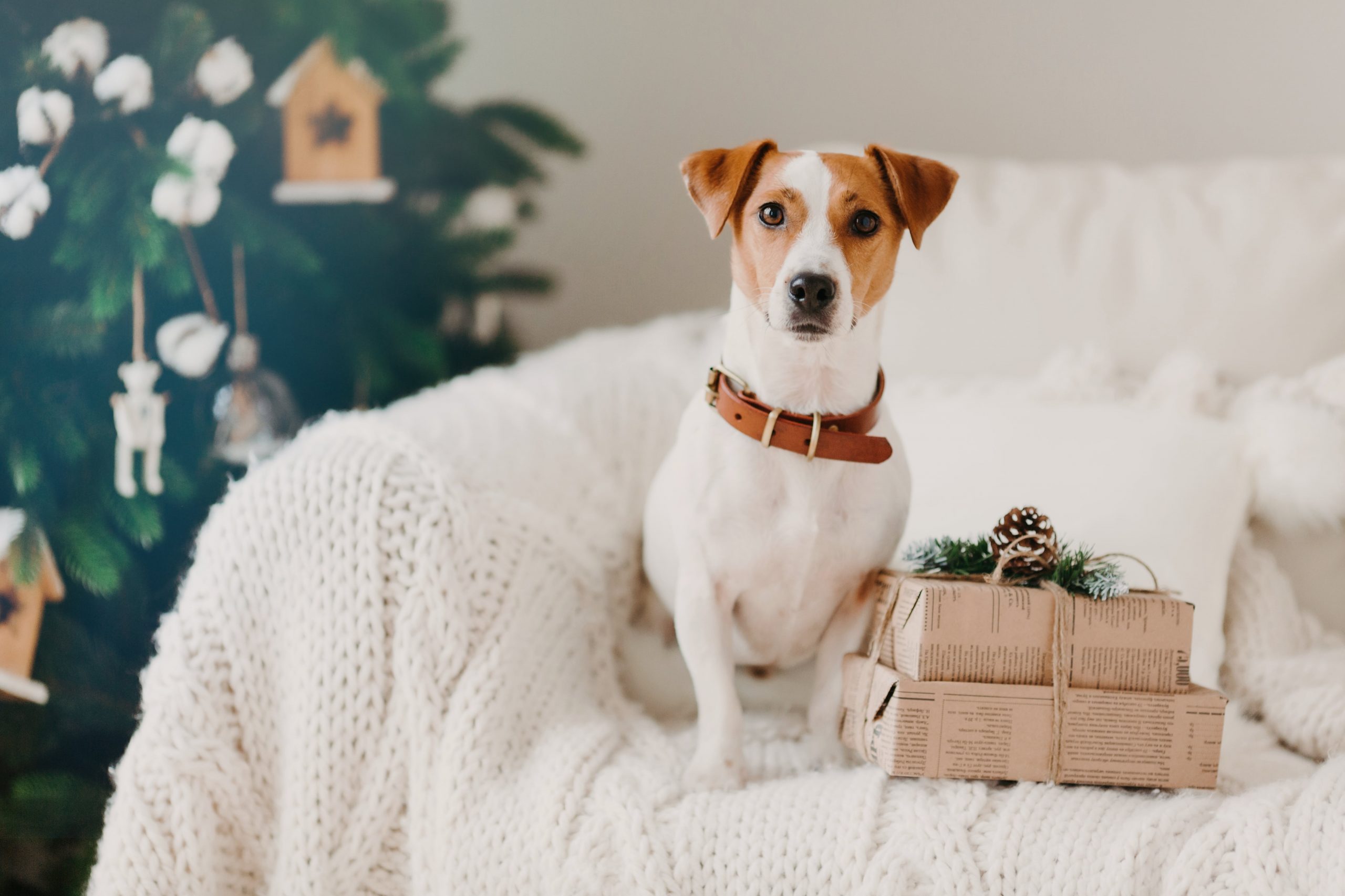 Best Gifts for Your Pet Dogs This Holiday Season