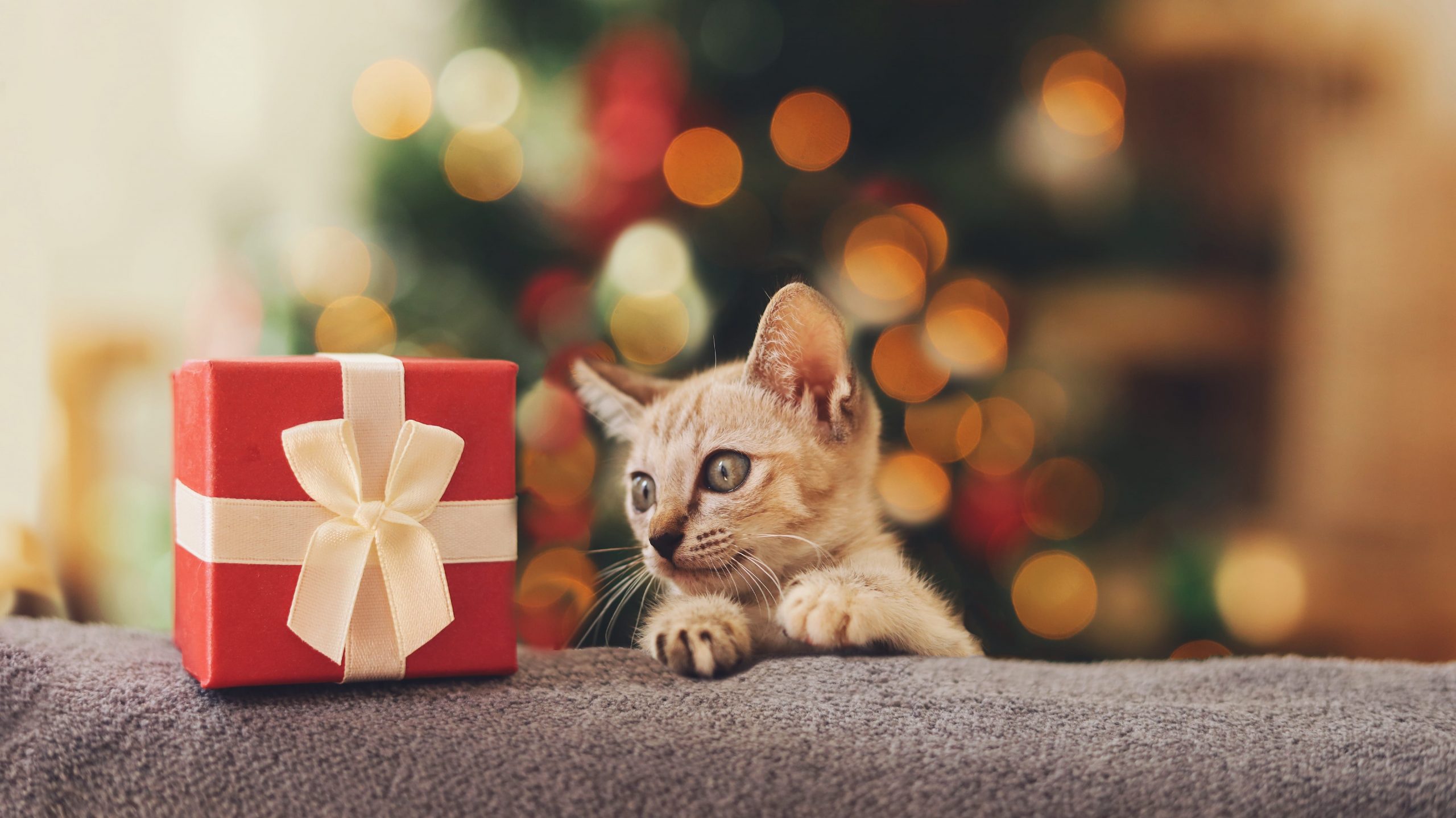 Best Gifts for Your Cats This Holiday Season