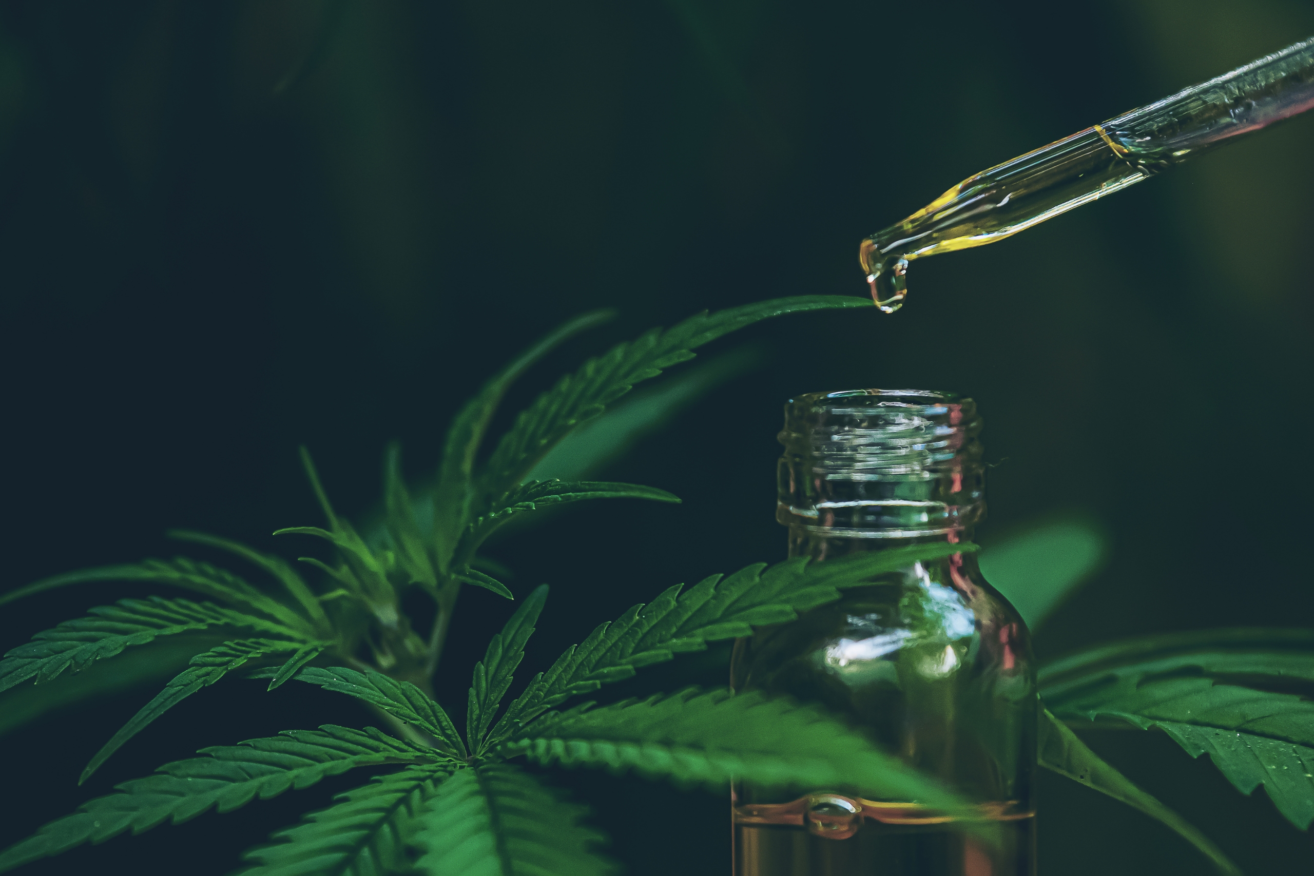 Fra Usikkerhet Til Tillit: Slik Finner Nordmenn Kvalitetsrik CBD Olje På Nett